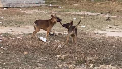 Two Naughty Dogs Play Happily With His Friend In Village