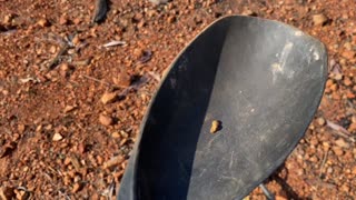 Gold Of The Northern Territory Australia Metal Detecting Minelab GPX6000