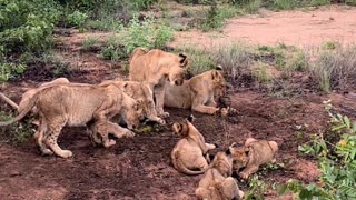 Lion family