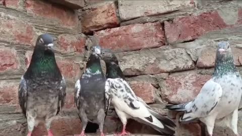 New Beautiful pigeon breeder pair best flying
