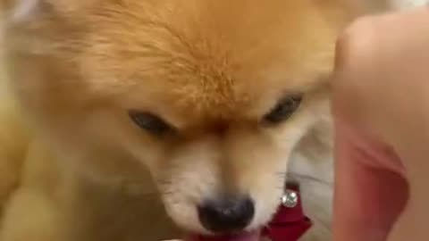 Hungry baby of dog | Don't Watch if you are hungry