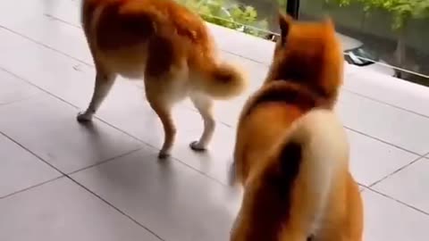 The Best DOG Videos! Compilation! Hilarious Dogs