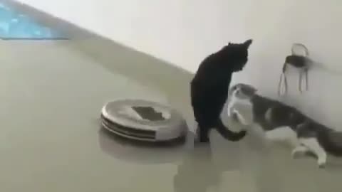 Funny Cat to busy to vacuum!LOL