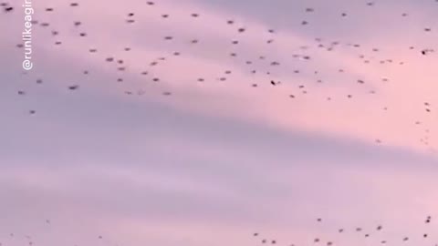 Look at the birds! An Arkansas resident witnessed a gigantic flock of birds pass by.