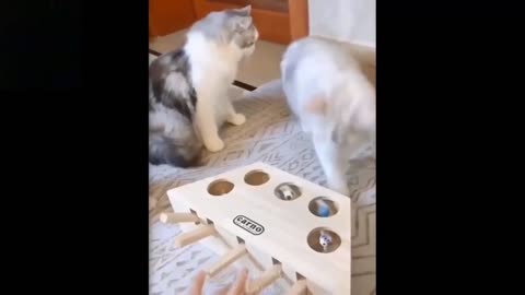 Funny animals videos cats 2023😅🤣😅 funniest videos