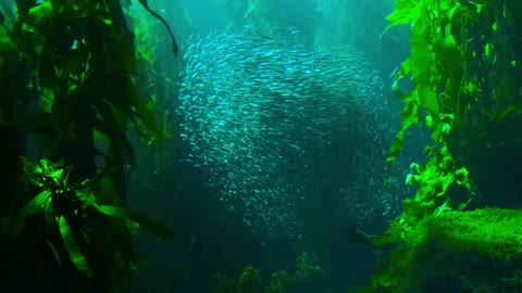 Under the sea : Ocean animal moves