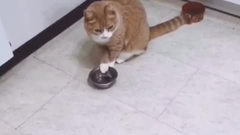 Smart cat Video 🤗