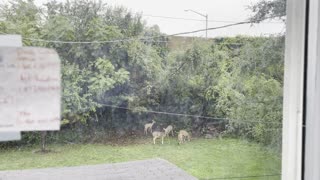 Deer Grazing in my backyard