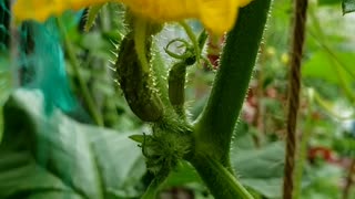Growing organic Cucumber