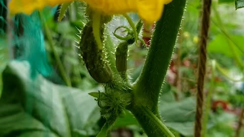 Growing organic Cucumber