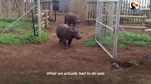 Baby Hippo Raised By Rhinos Meets A Hippo... ❤️ _ The Dodo Go Wild