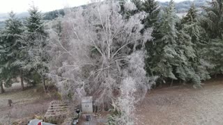 An Ice storm in Yamhill Valley