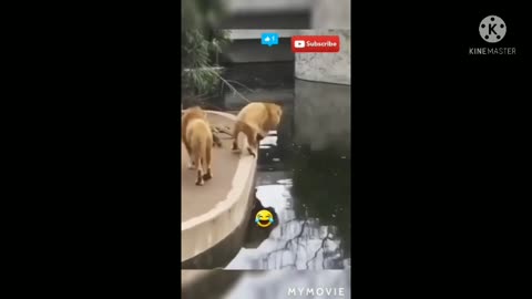 Animals funny video 😀
