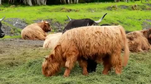 30 seconds of adorable highland coos to cheer you up on a Monday