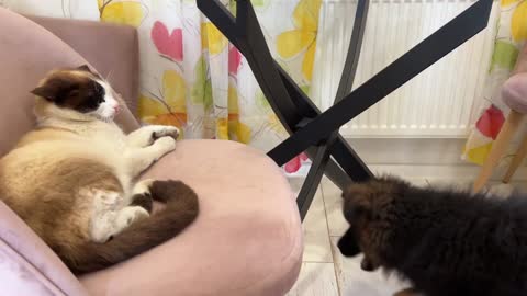 German Shepherd Puppy Demands Attention from Lazy Cat