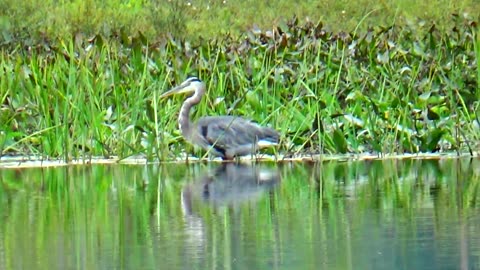 Great Blue Heron