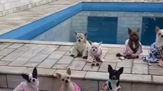 dog pool party