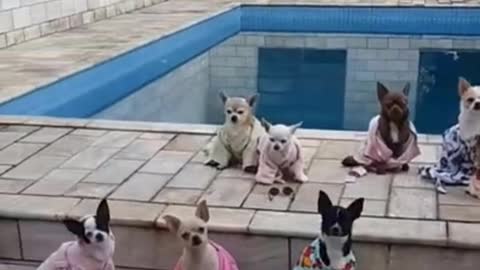 dog pool party