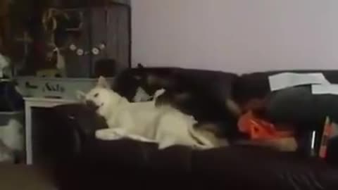 Husky Trying to Wake His Buddy in a Funny way