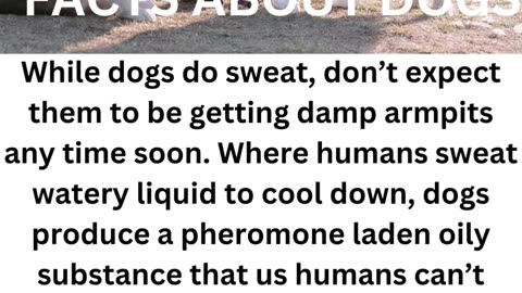 FACTS ABOUT DOGS.... 5/10