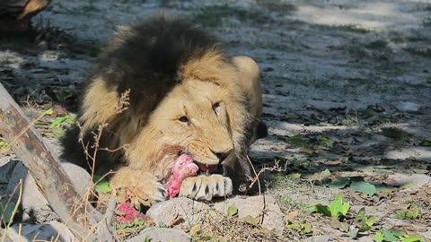 A lion eats prey