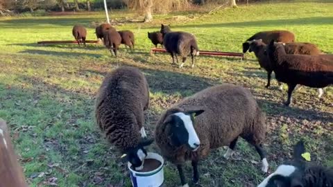 Orchard flock brought in, both rams separated off & ewe flock reunited