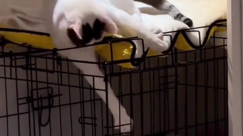 Cat 😺 play with dog 🐕 | #funnyvideo | #shorts