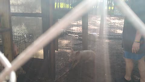 Chasing the 6 piggies into the cage for the market