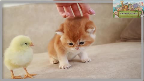 Adorable Cat and Chick Playtime | Cute kittens with chick