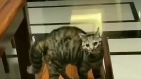 Funny Cat Moment Try To Not Laugh