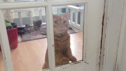Clever kitty knocks on door like human