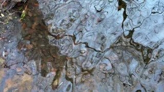 Ripples and Reflections-Martha Lake