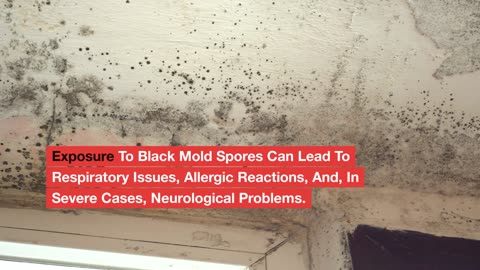How Do You Know If You Have Black Mold?