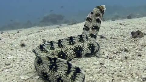 Snake Eel moving over the sand