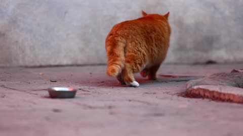 After dinner, the orange cat went back to the hole in the wall