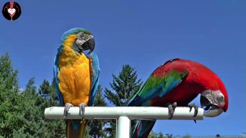 parrots in the wild with beautiful songs