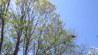 on the chemtrail line.....4/25/22...Northern Virginia(part 2)