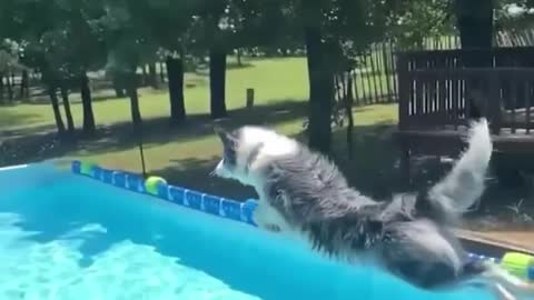 Dog jumps from the top into the pool in an amazing way