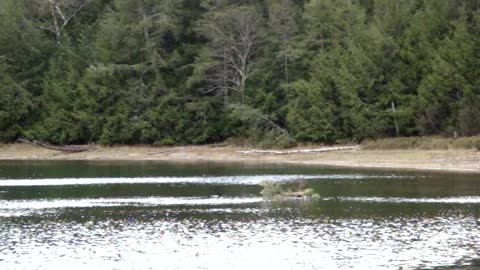 Pair of Loons swimming at White Deer Lake