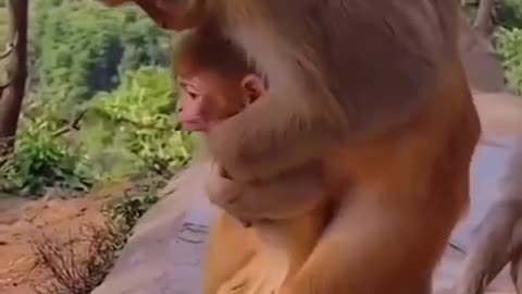 Monkey saves choking child
