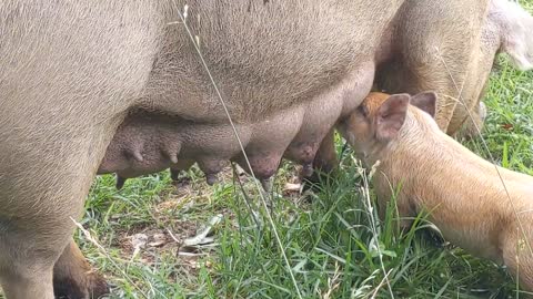 Idaho pasture sows grazing and feeding piglets