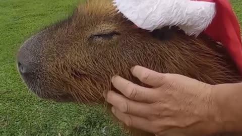A Very Capybara Christmas