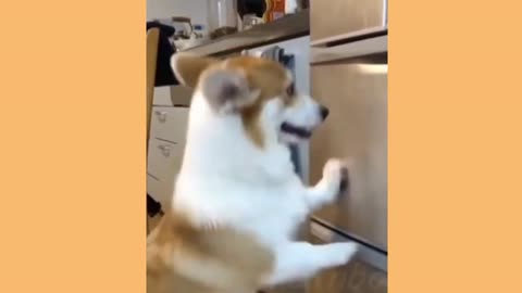 New Funny Videos 20223😂 Cutest animals Doing Funny Things.