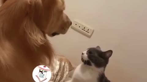 LOL, Funny Cats VS Dogs Latest Funny Cats