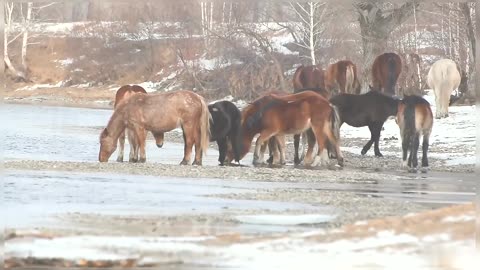 Icelandic Horses Drinking Water Horses