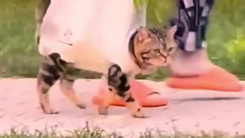 Funny cat videos 😂. Amazing cat videos