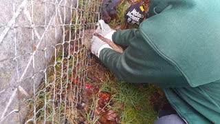 Trapped Rabbit Rescued From Chain-Link Fence