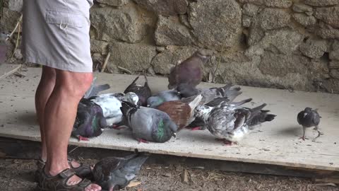 Pigeons Feeding Birds Food Nature Eating Animal