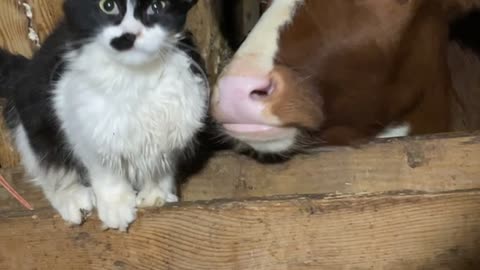 Cat Gets Groomed By Calf