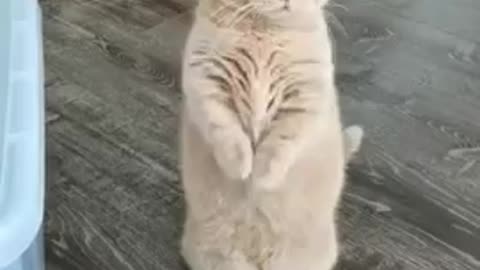 Cat Funny Dance TikTok